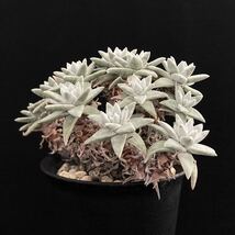 σ ダドレア グリーニー 3号群生 Dudleya greenei 多肉植物 サボテン ダドレヤ エケベリア ノマ ノーマ グノマ_画像5