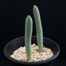 σ アルブカ ウニフォリアータ 実生2球植え 2.5号 Albuca unifoliata 多肉植物 サボテン ペラルゴニウム チレコドン ゲチリス_画像2