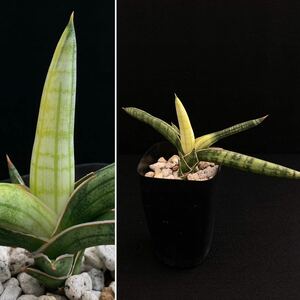 σ サンセベリア Lav.1970錦 2.5号 Sansevieria Lav.1970 f. varieg. 多肉植物 サボテン ユーフォルビア コピアポア