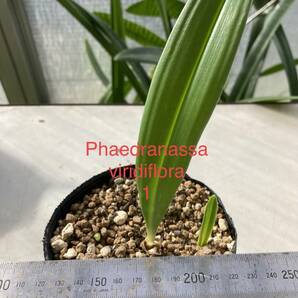 フェアドラナッサ・ヴィリディフローラ Phaedranassa viridiflora 子株付きの画像2