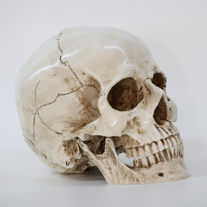 新入荷 医療モデル 1:1 人間 頭部モデル 頭蓋骨 解剖学 レプリカ 樹脂 インテリア 装飾 アンティーク 雑貨 ハロウィン スカル 髑髏 骸骨