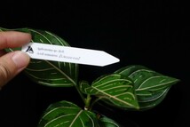 LA便　アグラオネマ　Aglaonema sp. hyb.【LA0322-02z】_画像3