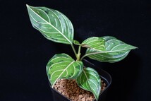 LA便　アグラオネマ　Aglaonema sp. hyb.【LA0322-02z】_画像1