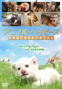 アニマル・ベイビーズ 動物園で生まれた赤ちゃん 中古 DVD