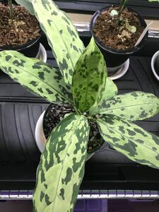 【LA便】アグラオネマ Siberut 1st LA0212-00 aglaonema pictum シベル ファースト