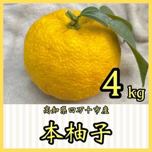 本柚子4kg 高知県四万十市産　YY35