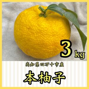 本柚子3kg 高知県四万十市産　YY31