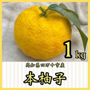 本柚子1kg YYS1