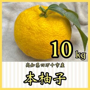 本柚子10kg YY63