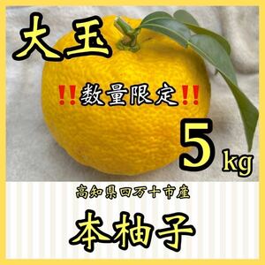 本柚子　大玉5kg YOY3