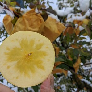 はるか りんご ３ｋｇ箱 岩手県産 減農薬りんご ギフト対応可能