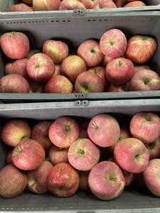 青森から減農薬りんご美丘11キロ以上