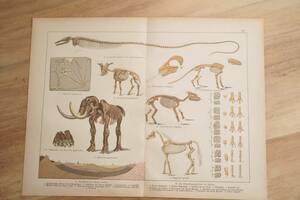 【1879年 アンティーク博物図版 古代生物 骨格標本 マンモス 恐竜 ドイツ紙もの】ビンテージ ブロカント 博物 自然 図鑑 レトロ インテリア