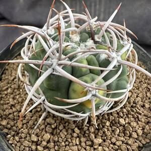 ★サボテン・多肉植物★801★ギムノカリキウム フェロシオール錦　実生　Gymnocalycium hybopleurum var.ferocior varieg.★seedling