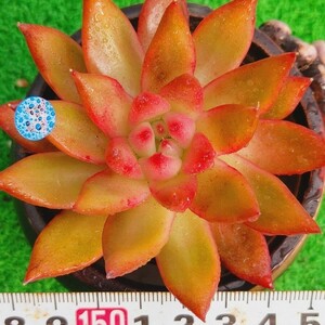 1107-B054 シリウスオレンジ エケベリア 多肉植物 韓国苗