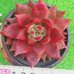 1115-R197 紅柿 エケベリア 多肉植物 韓国苗