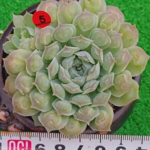 1109-R305 ハートチョイス エケベリア 多肉植物 韓国苗