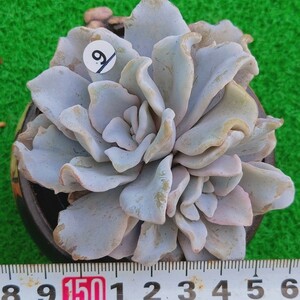 1111-W509 ビューティークリスタル エケベリア 多肉植物 韓国苗