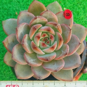 1115-R108 黒龍 エケベリア 多肉植物 韓国苗