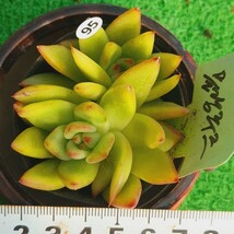 1117-W395 ムーランルージュ エケベリア 多肉植物 韓国苗_画像1