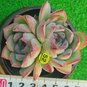 1118-Y552 Amos エケベリア 多肉植物 韓国苗