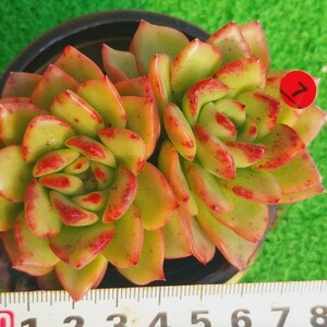 1125-R507 ドラキュラ エケベリア 多肉植物 韓国苗