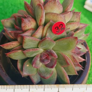 1125-R532 クッキー エケベリア 多肉植物 韓国苗