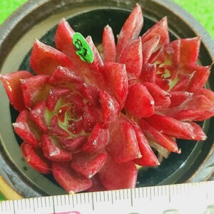 1128-G181 紅柿 エケベリア 多肉植物 韓国苗