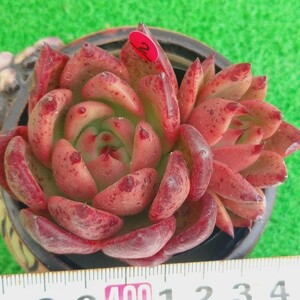 1130-R302 青あざマリア エケベリア 多肉植物 韓国苗