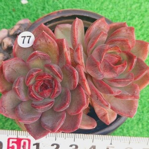 1202-W477 クッキー エケベリア 多肉植物 韓国苗