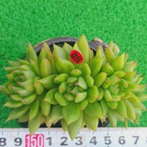 1102-R388 ミヤコオデッセイ エケベリア 多肉植物 韓国苗_画像1