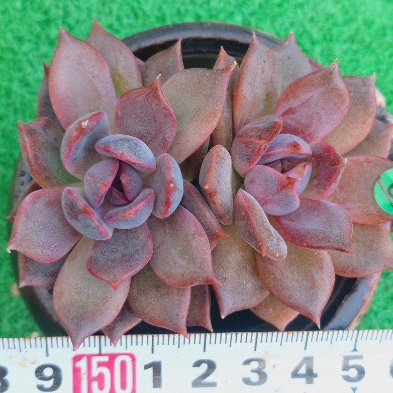2023年最新】Yahoo!オークション -多肉植物 韓国苗(花、園芸)の中古品