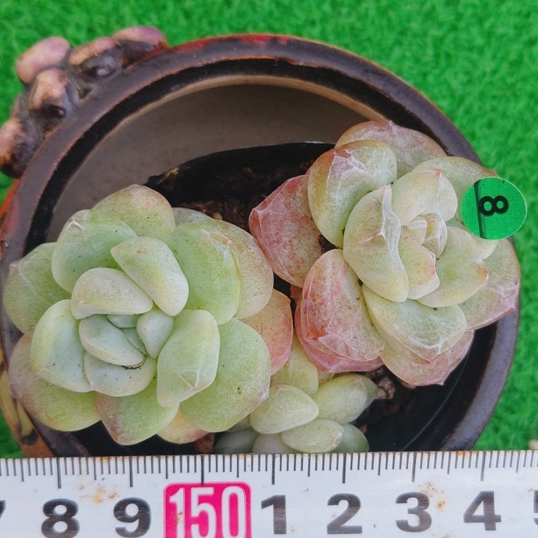 2023年最新】Yahoo!オークション -多肉植物 韓国苗(花、園芸)の中古品