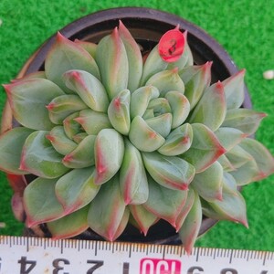 1109-R303 レッドライン エケベリア 多肉植物 韓国苗