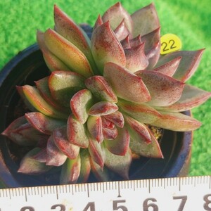 1118-Y522 クッキー エケベリア 多肉植物 韓国苗