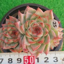 1202-W425 シャニ エケベリア 多肉植物 韓国苗_画像1