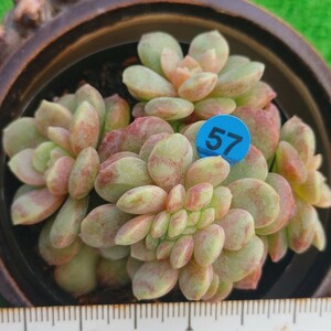 1104-B457 Soulmint エケベリア 多肉植物 韓国苗