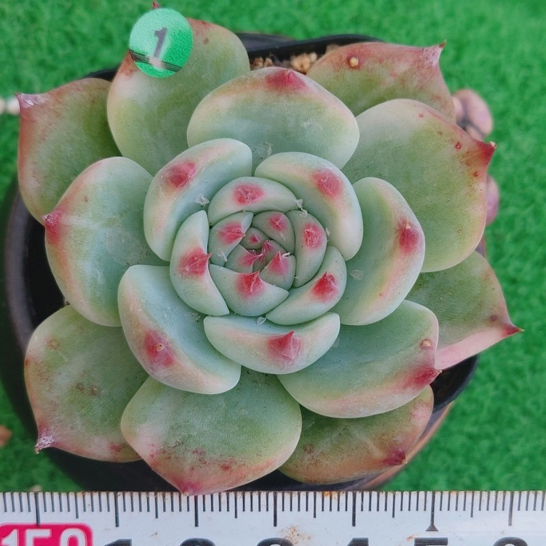 2023年最新】Yahoo!オークション -多肉植物 韓国苗(花、園芸)の中古品