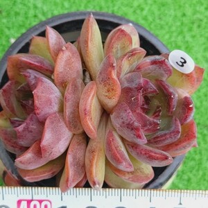 1123-W303 クッキー エケベリア 多肉植物 韓国苗