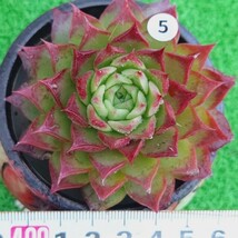 1123-W305 Sunny エケベリア 多肉植物 韓国苗_画像1