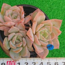 1128-B048 オレンジアップル エケベリア 多肉植物 韓国苗_画像1