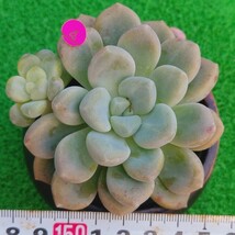 1130-P204 バブルバム エケベリア 多肉植物 韓国苗_画像1