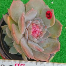 1130-R335 ブラッサムシングスペシャル エケベリア 多肉植物 韓国苗_画像1