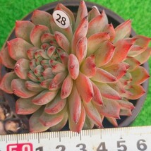 1202-W428 ビバチリ エケベリア 多肉植物 韓国苗_画像1