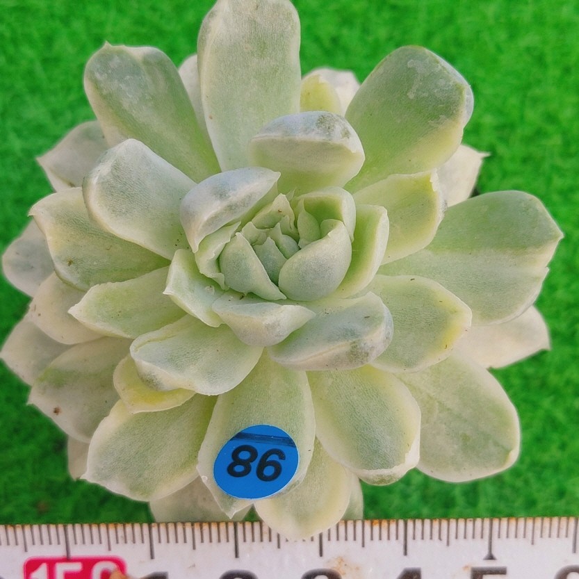 韓国多肉植物の値段と価格推移は?|146件の売買データから韓国多肉