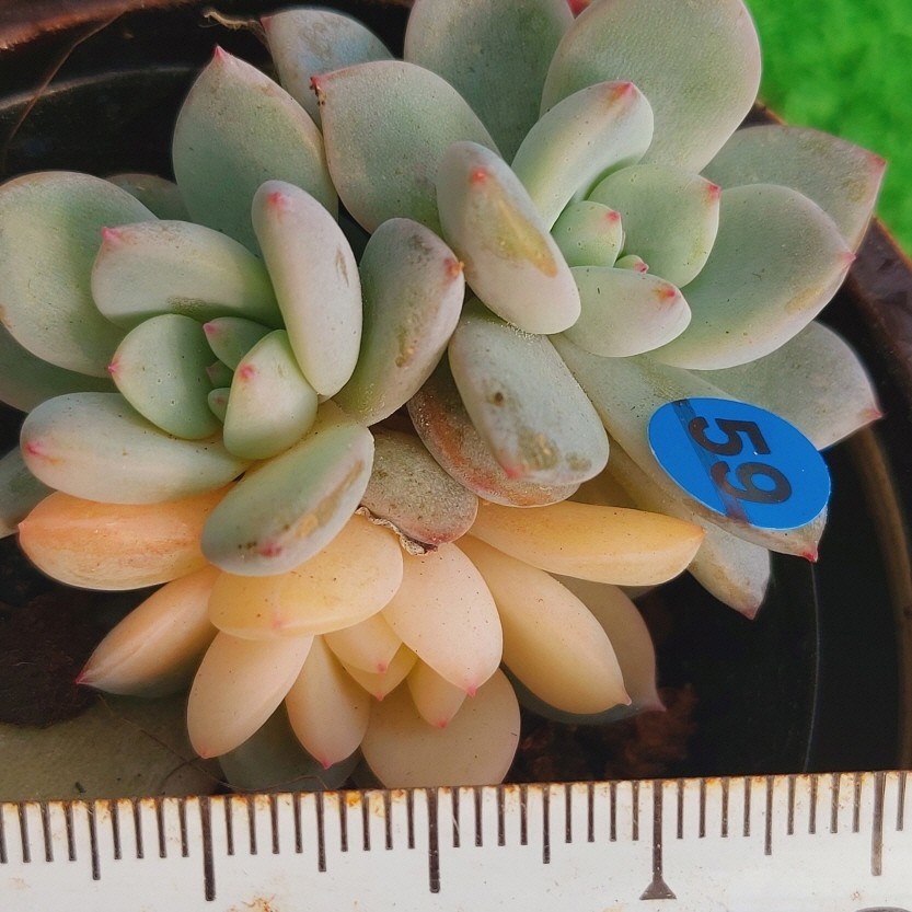 2023年最新】Yahoo!オークション -多肉植物 韓国苗(花、園芸)の中古品