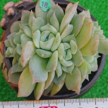 1107-G118 花 エケベリア 多肉植物 韓国苗_画像1