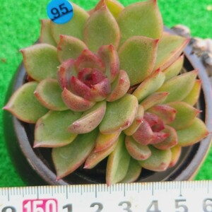 1107-B095 ブラックバラ交配 エケベリア 多肉植物 韓国苗