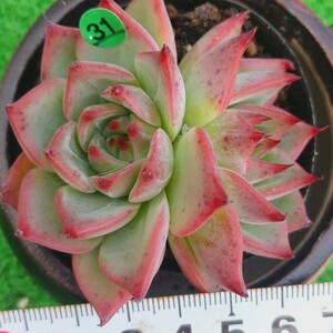 1107-G131 Flora エケベリア 多肉植物 韓国苗