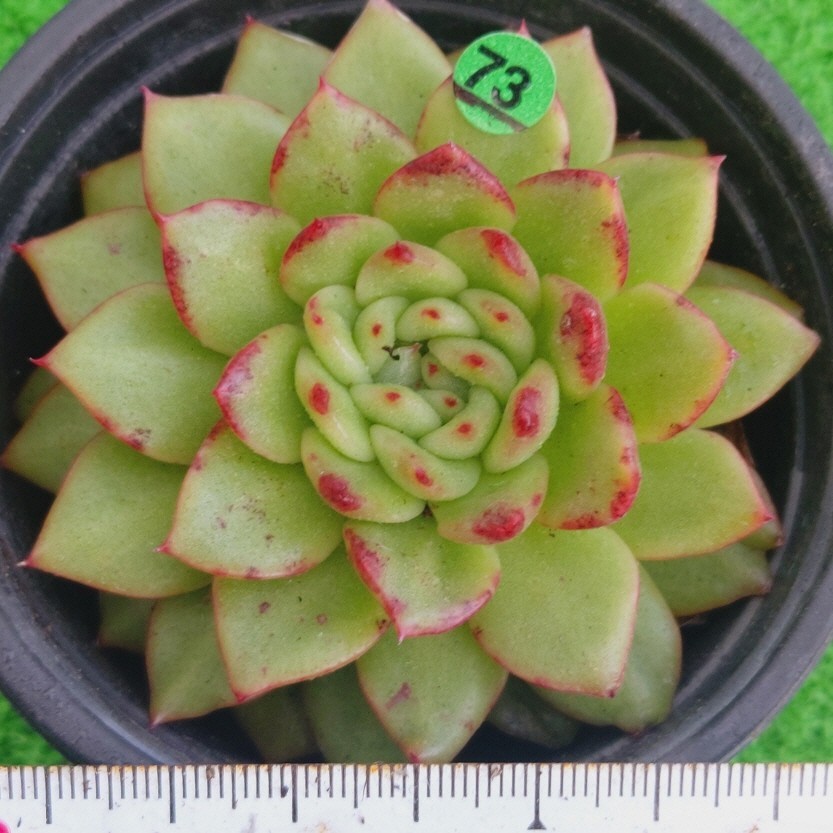 2023年最新】Yahoo!オークション -多肉植物 韓国苗(花、園芸)の中古品